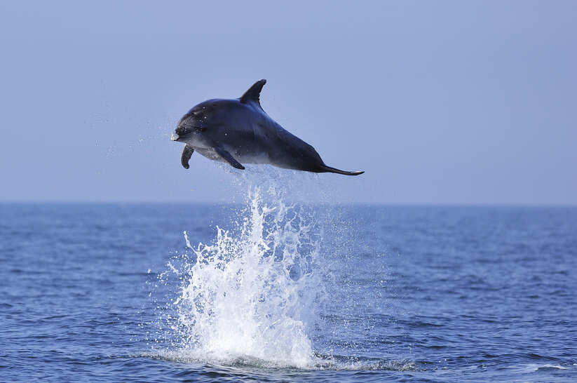 Prenez le large pour découvrir les baleines et dauphins, et toutes les autres richesses naturelles de la Mer Méditerranée…