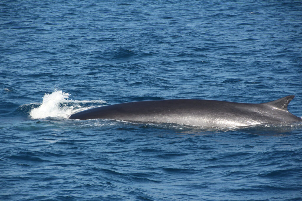 Observation baleines et dauphins à Canet : dos d'un rorqual commun sondant vers le canyon de Lacaze-Duthiers au large de Collioure