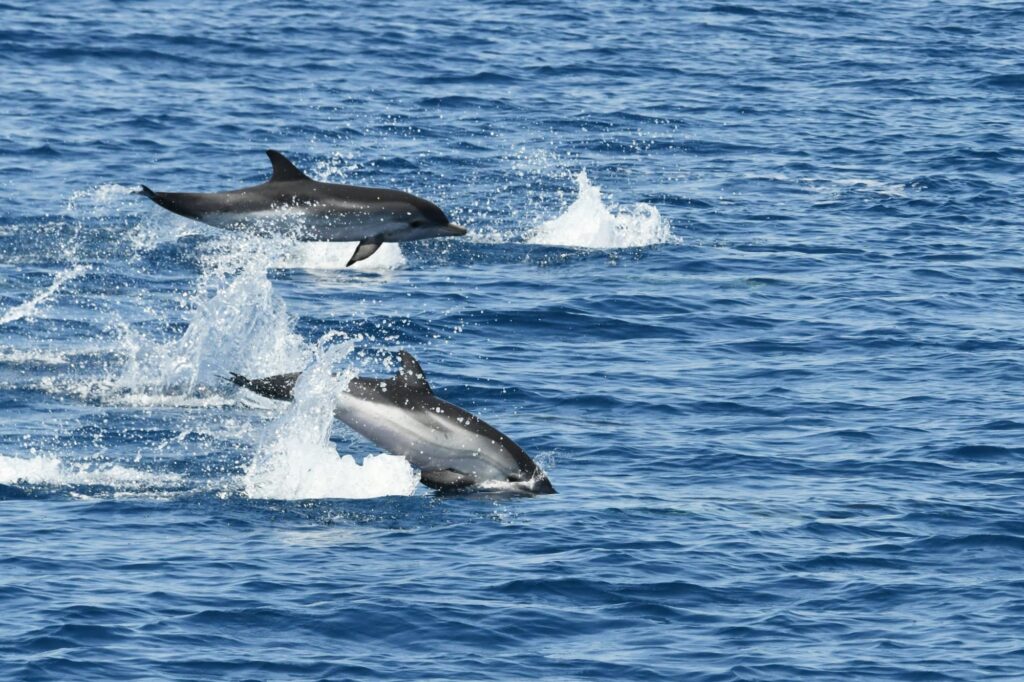 Un groupe compact de dauphins bleu et blanc en pleine activité de chasse avec plusieurs jeunes individus apprenant les techniques de pêche