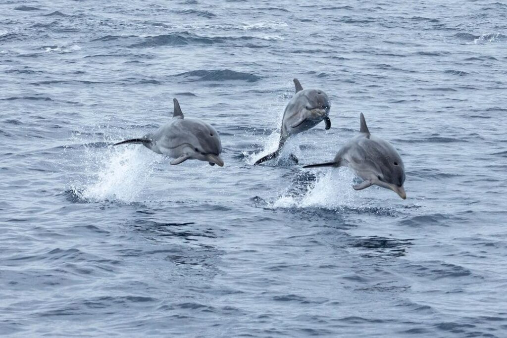 Un groupe de dauphins bleu et blanc réalisant des sauts tendus et rapides à la surface pour rejoindre l'étrave du catamaran