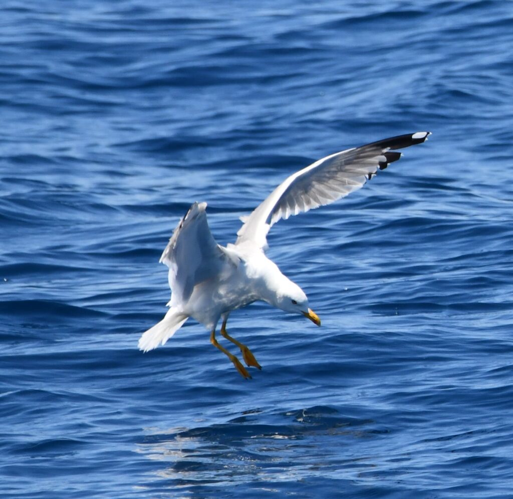 Un goéland leucophée adulte, ailes déployées et pattes sorties, s'apprêtant à amerrir pour attraper une proie