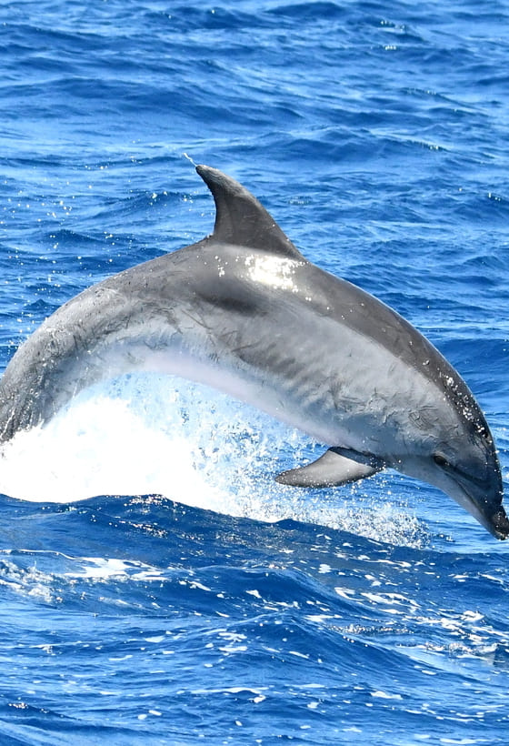 L’émotion du Grand Large : Observation des baleines et dauphins au départ de Canet-en-Roussillon