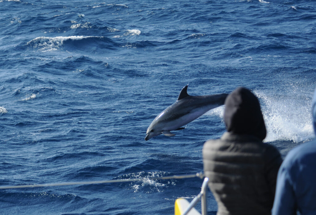 Grand dauphin surfant dans la vague d'étrave du catamaran Navivoile par mer formée au large de Canet