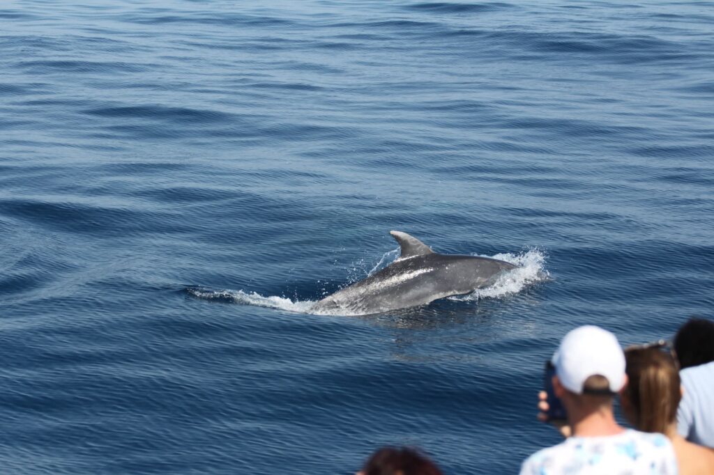 Un Grand Dauphin (Tursiops truncatus) replongeant dans les eaux profondes sous les yeux des passagers à l'étrave babord, à 5 milles nautiques au large de Port-la-Nouvelle, lors d'une Excursion dauphins à Canet avec le catamaran Navivoile
