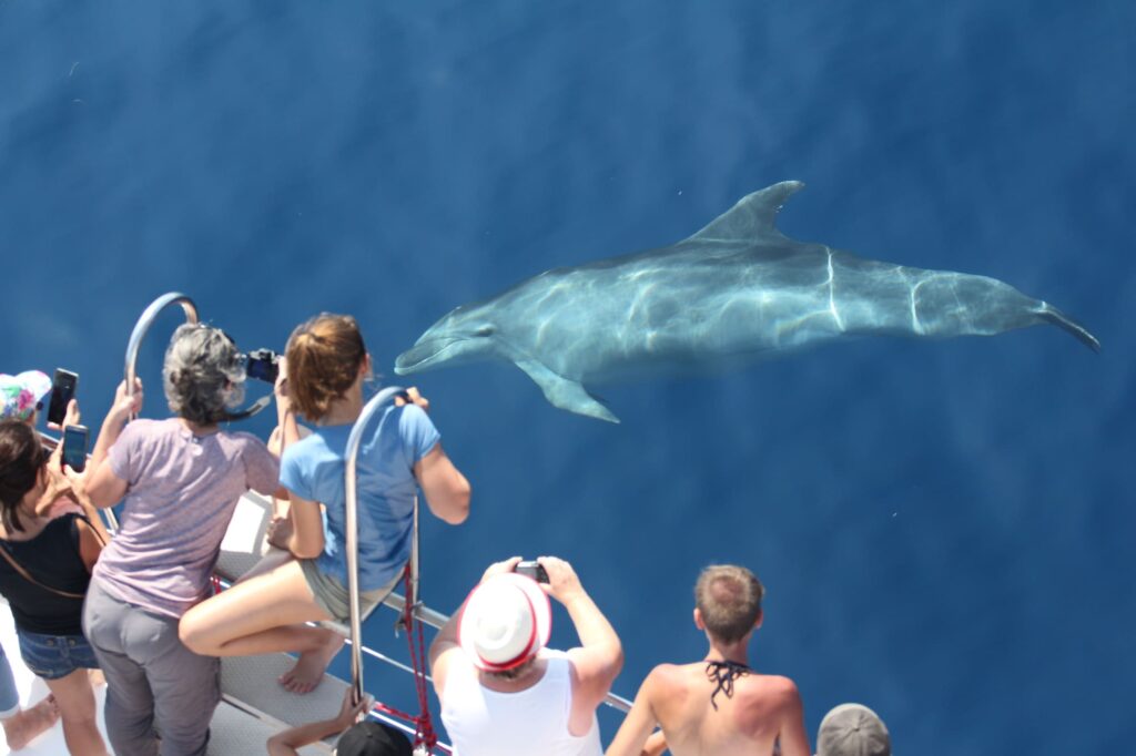 Un Grand Dauphin adulte (Tursiops truncatus) nageant à quelques centimètres sous la surface de l'eau cristalline le long de la coque, observé par les passagers depuis le pont, en face du Cap Leucate, lors d'une Excursion dauphins à Canet avec le catamaran Navivoile