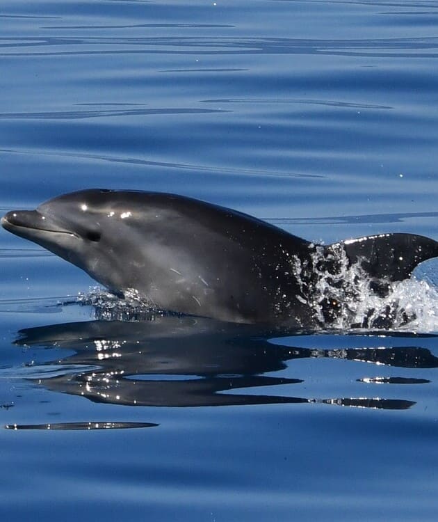 Observation du Grand dauphin au départ de Canet-en-Roussillon – Après-midi