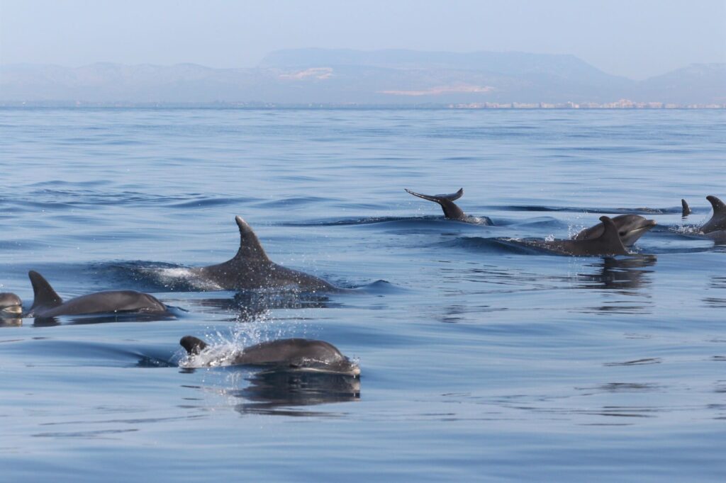Groupe d'une quinzaine de Grands Dauphins (Tursiops truncatus) nageant à la surface devant l'étang de Canet-Saint-Nazaire, avec la station de Canet-en-Roussillon et le Mont Tauch dans les Corbières en arrière-plan, lors d'une Excursion dauphins à Canet