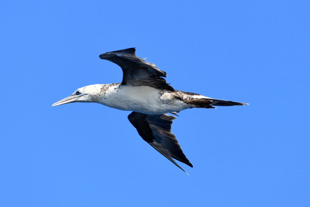 Jeune fou de bassan au plumage moucheté survolant le navire Navivoile au large de Cerbère