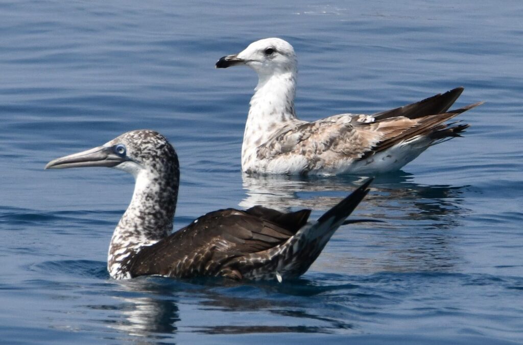 Un jeune fou de bassan au plumage moucheté posé sur l'eau à côté d'un jeune goéland leucophée au large