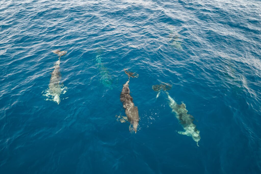 Groupe de jeunes Grands Dauphins (Tursiops truncatus) suivant avec agilité le sillage à l'arrière du catamaran Navivoile au large du Barcarès lors d'une Excursion dauphins à Canet