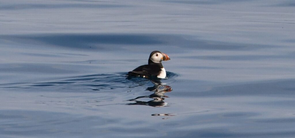 Un macareux moine posé sur l'eau nous observant avec attention avec son bec coloré caractéristique