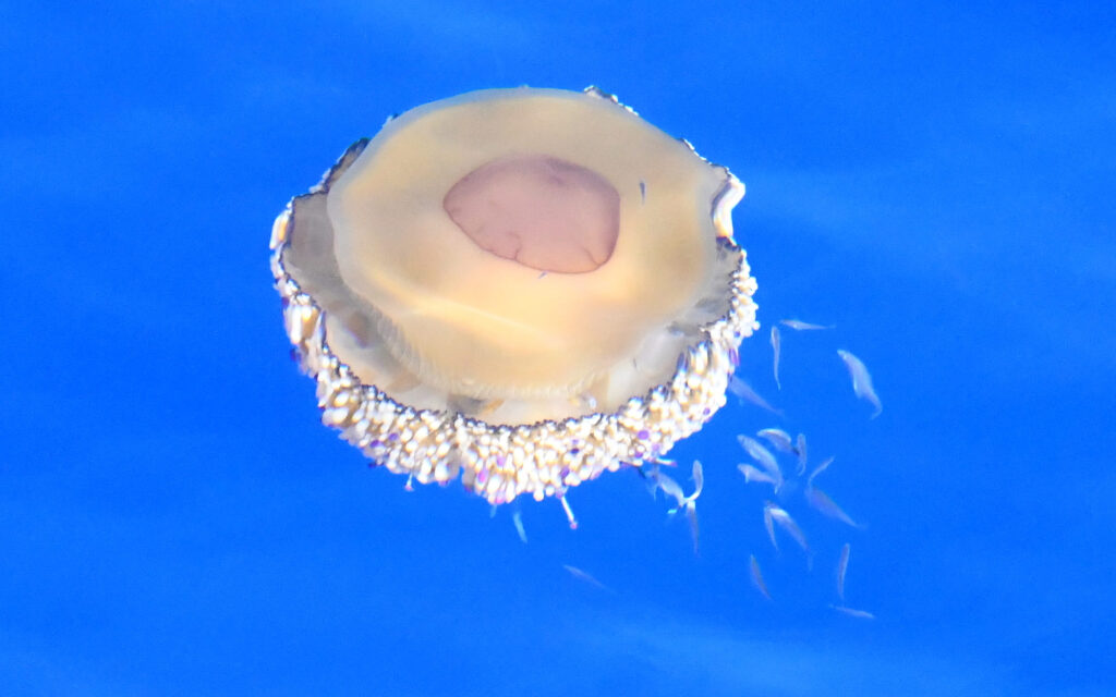 Méduse œuf au plat flottant près de la surface de l'eau au large de Port Leucate