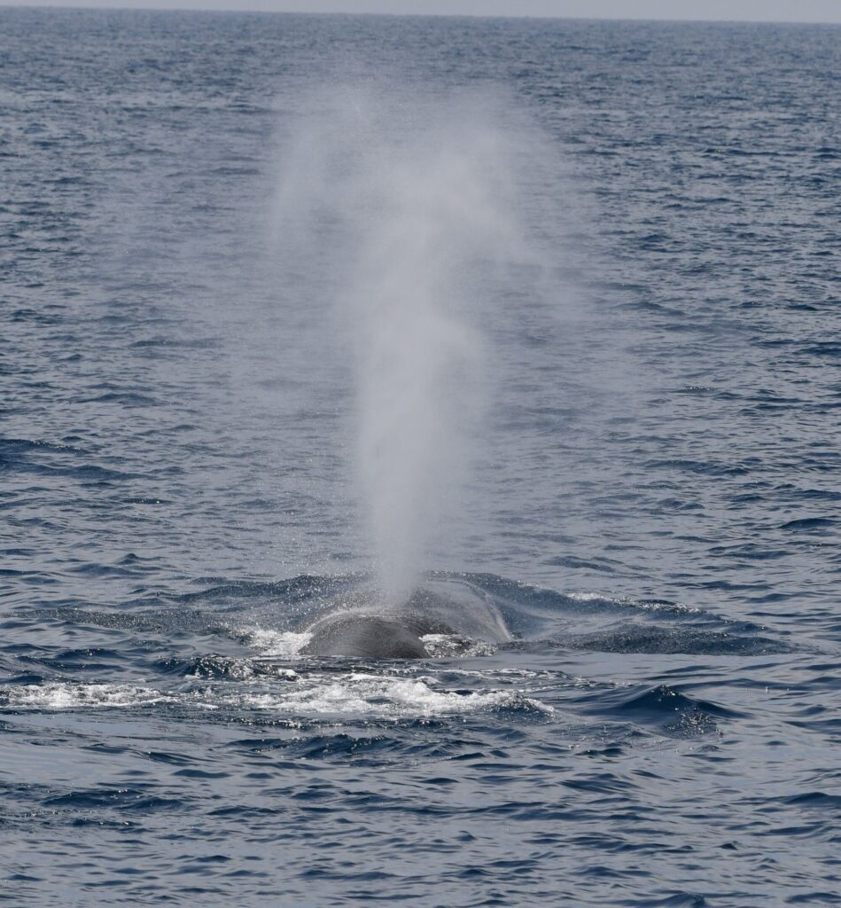 Vue par l'arrière d'un rorqual commun en pleine mer laissant un souffle vertical caractéristique au-dessus de son dos