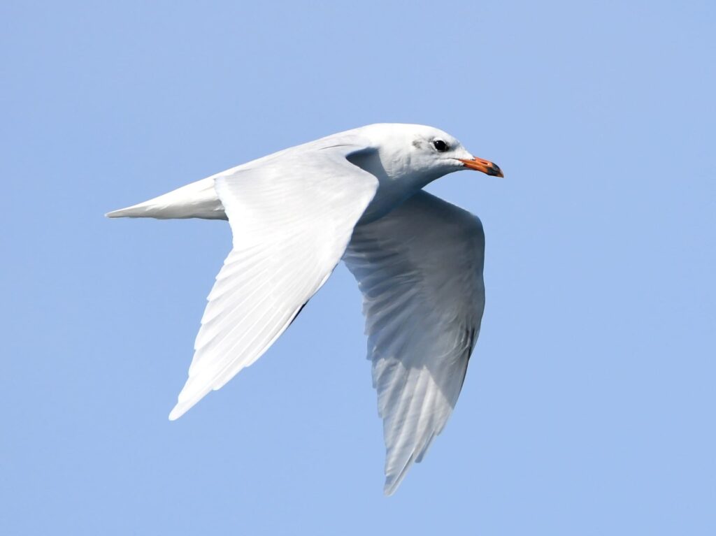 Mouette mélanocéphale reconnaissable à son capuchon noir volant au-dessus de l'eau au large de Canet