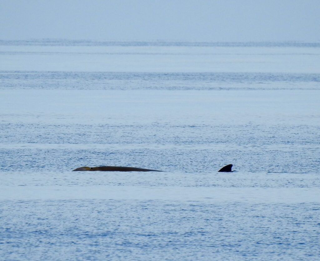 Baleine à bec de Cuvier faisant surface à la lumière du soleil au large de Sainte Marie la Mer