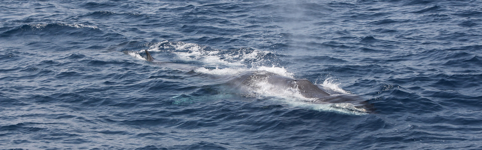 à Canet-en-Roussillon