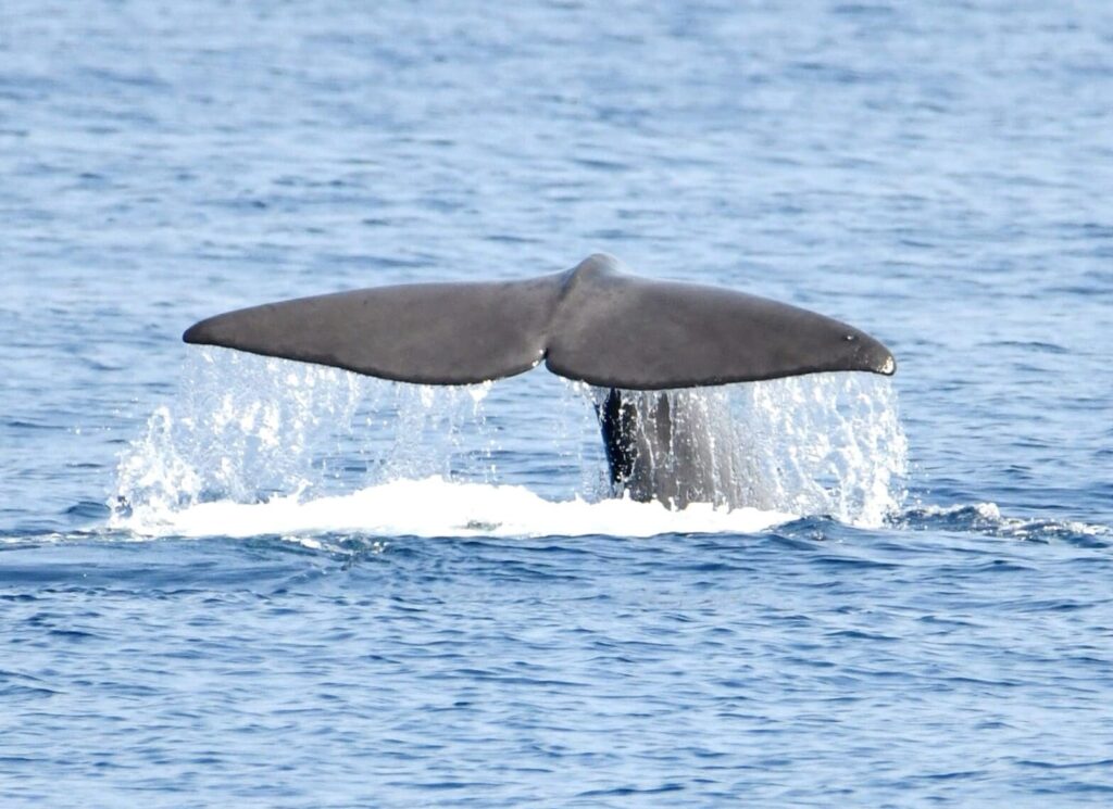 Découverte baleines et dauphins