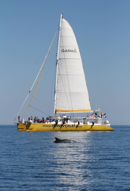 Excursion dauphins à Canet-en-Roussillon avec guide naturaliste à bord et 100% de réussite en 2025...