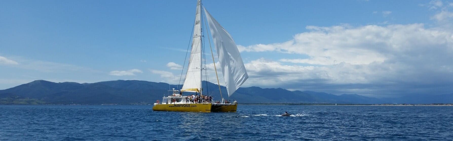 Observation du Grand dauphin dans le golfe du Lion 