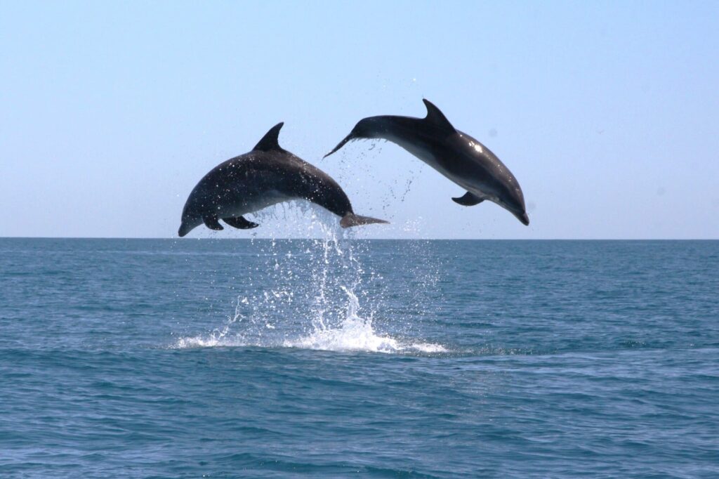 Deux Grands Dauphins (Tursiops truncatus) photographiés en plein saut simultané (jump) au-dessus d'une mer très calme, avec le littoral de Leucate à l'horizon, lors d'une sortie naturaliste pour savoir où voir des dauphins à Perpignan avec le catamaran Navivoile