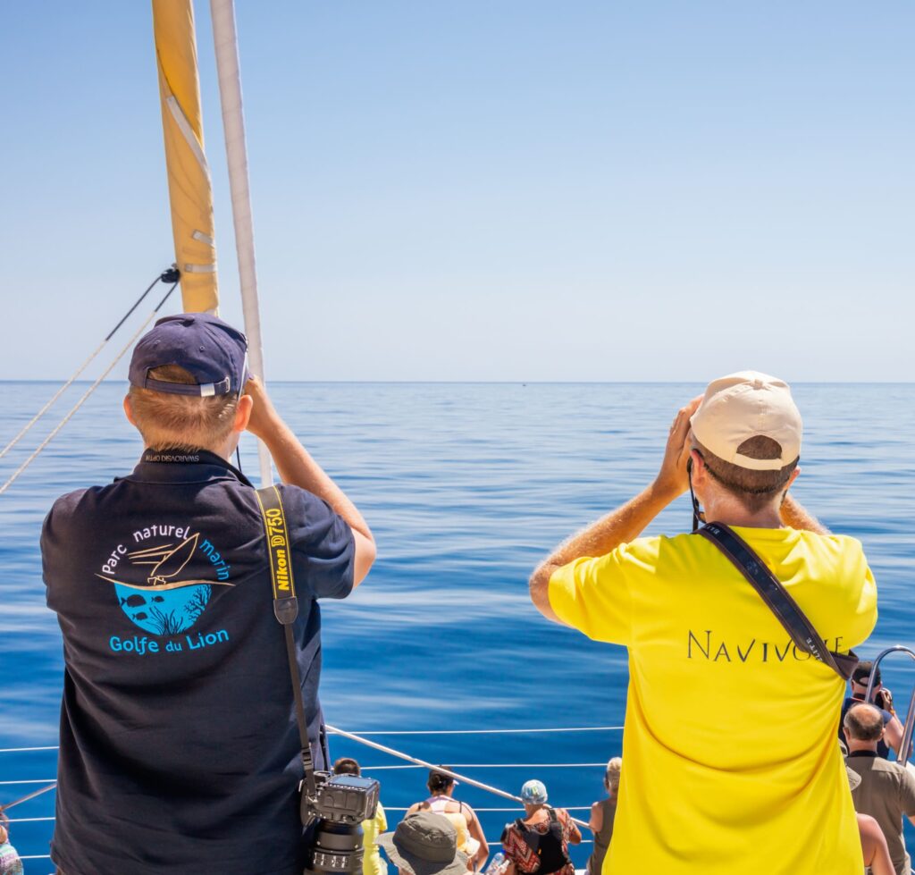 Un observateur du Parc Naturel Marin du Golfe du Lion et le capitaine du Navivoile scrutent l'horizon aux jumelles par mer calme au large de Port Saint-Cyprien, lors d'une mission de repérage pour savoir où voir des dauphins à Perpignan avec le catamaran Navivoile