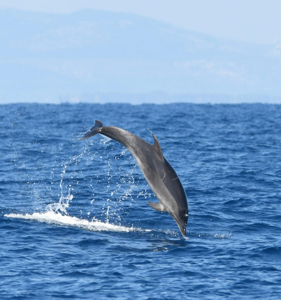 Photographie d'un Grand Dauphin adulte (Tursiops truncatus) terminant un saut spectaculaire et retombant dans l'eau dans une gerbe d'écume, au large de Port-la-Nouvelle, lors d'une sortie naturaliste pour savoir où voir des dauphins à Perpignan avec le catamaran Navivoile