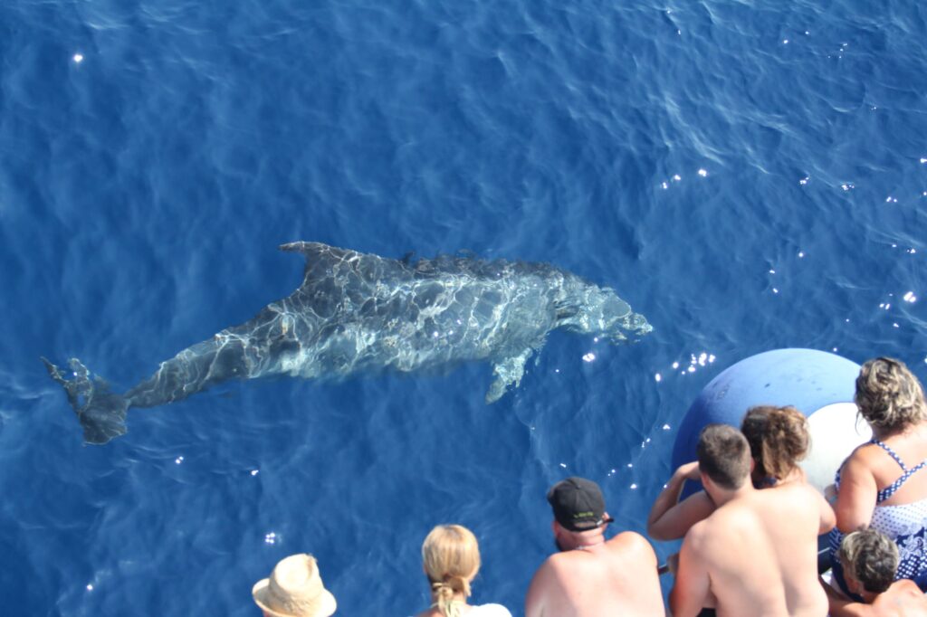 Photographie d'un Grand Dauphin adulte (Tursiops truncatus) visible par transparence sous la surface, observant curieusement les passagers à bord du navire face à la plage de Saint-Cyprien un matin d'août, lors d'une sortie pour savoir où voir des dauphins à Perpignan avec le catamaran Navivoile