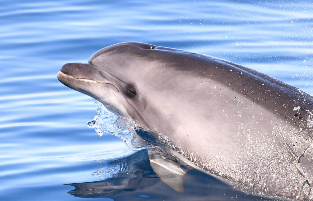 Portrait rapproché d'un Grand Dauphin adulte (Tursiops truncatus) sortant la tête hors de l'eau pour observer les passagers, au large du port de Banyuls-sur-Mer, lors d'une sortie naturaliste pour savoir où voir des dauphins à Perpignan avec le catamaran Navivoile