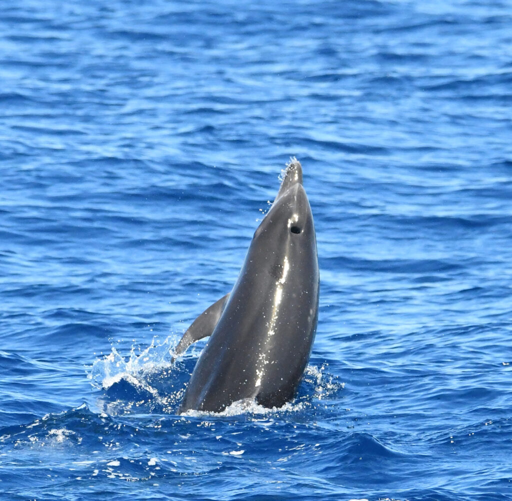 Photographie de dos d'un Grand Dauphin adulte (Tursiops truncatus) avec son évent grand ouvert en pleine inspiration, au large de la réserve naturelle du Mas Larrieu, lors d'une sortie pour savoir où voir des dauphins à Perpignan avec le catamaran Navivoile