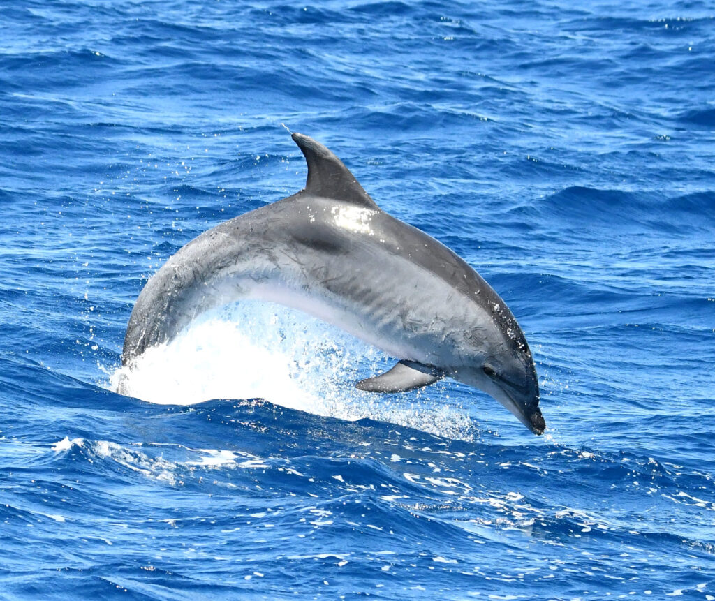 Photographie d'un Grand Dauphin mature (Tursiops truncatus) terminant un jump puissant, laissant apparaître par transparence les marques de ses côtes sur son flanc droit, au large du Racou en fin de matinée, lors d'une sortie pour savoir où voir des dauphins à Perpignan avec le catamaran Navivoile