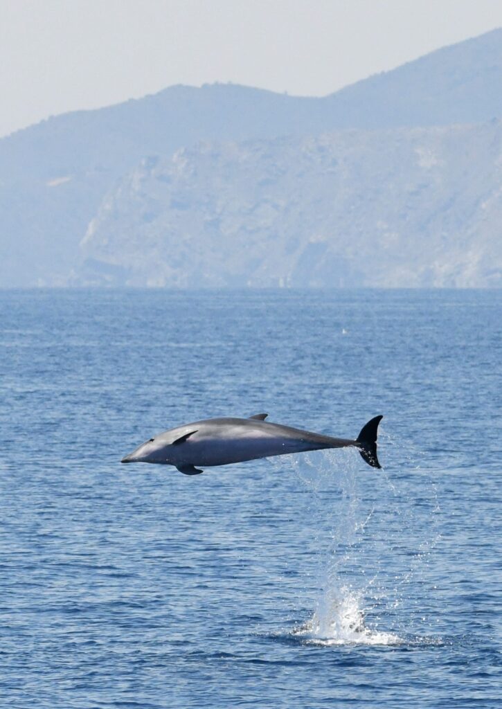Photographie d'un Grand Dauphin mature (Tursiops truncatus) terminant un saut prodigieux hors de l'eau au large de Cerbère, sur la Côte Vermeille, lors d'une sortie en mer pour savoir où voir des dauphins à Perpignan avec le catamaran Navivoile