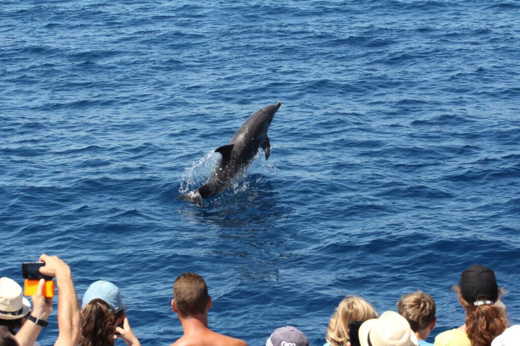Photographie en gros plan d'un Grand Dauphin mature (Tursiops truncatus) effectuant un saut prodigieux hors de l'eau devant les étraves avant du navire, avec la plage de La Franqui et les falaises du Cap Leucate en arrière-plan, lors d'une sortie en mer pour savoir où voir des dauphins à Perpignan avec le catamaran Navivoile