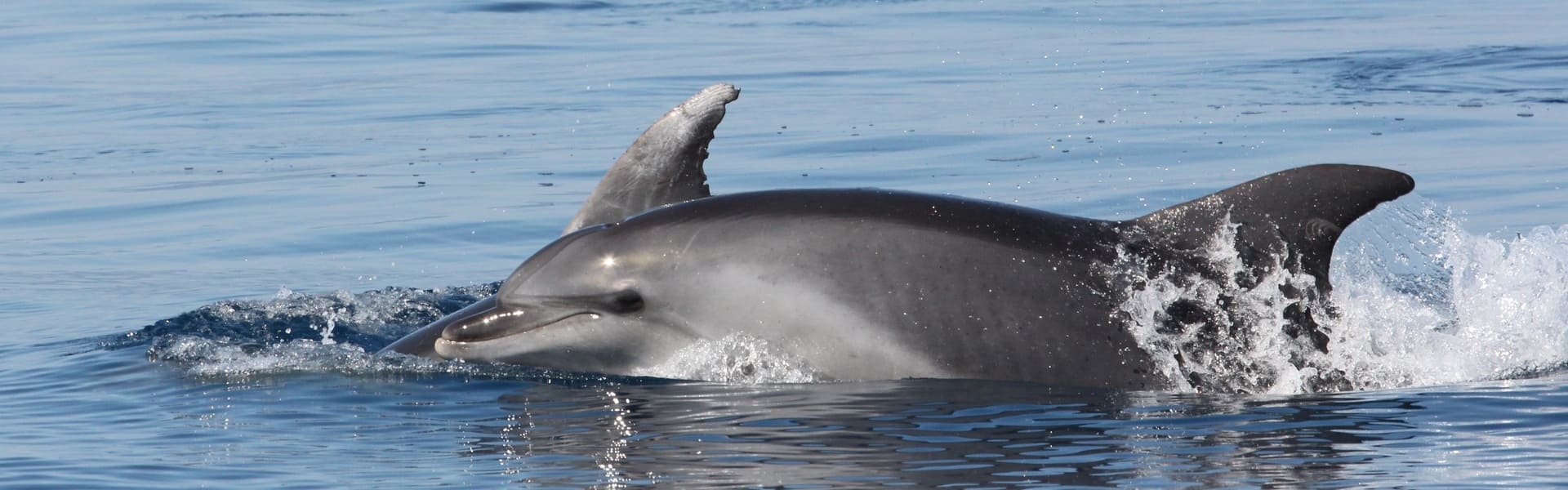 Observation du Grand dauphin en Méditerranée