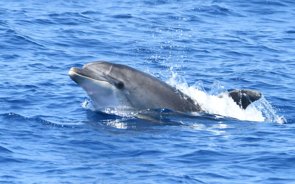Photographie d'un Grand Dauphin adulte (Tursiops truncatus) s'approchant de l'arrière du navire, la tête hors de l'eau (spy-hopping), au large de Torreilles et de l'embouchure de l'Agly lors d'une matinée d'été pour savoir où voir des dauphins à Perpignan avec le catamaran Navivoile