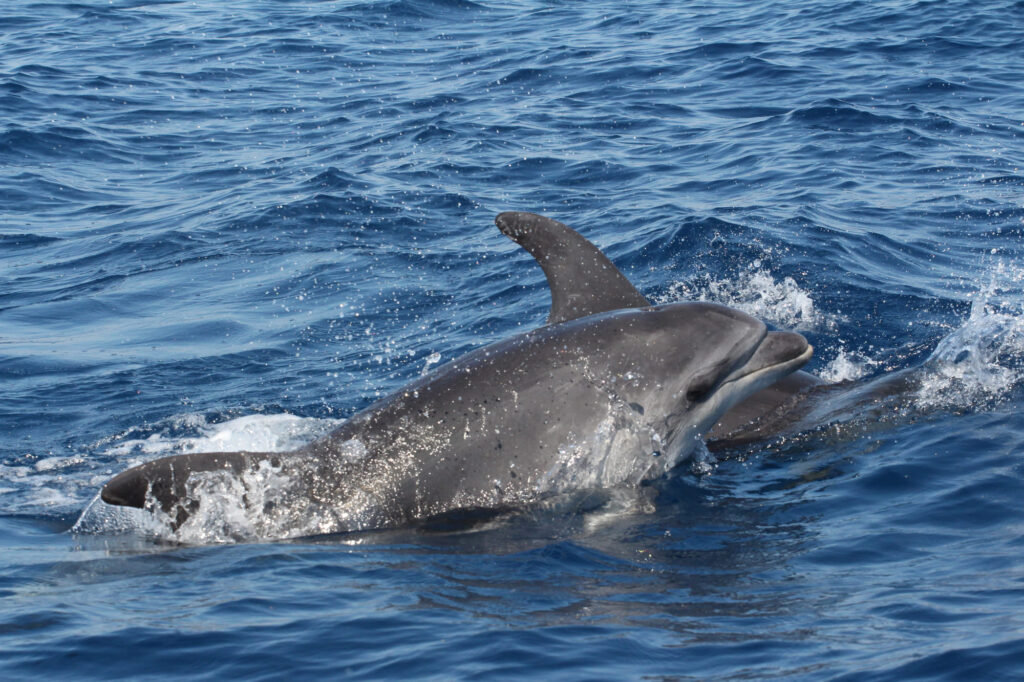 Deux Grands Dauphins (Tursiops truncatus) remontant une légère houle matinale en juillet, avec les contreforts des Albères et le littoral d'Argelès-sur-Mer à l'horizon, lors d'une sortie en mer pour savoir où voir des dauphins à Perpignan avec le catamaran Navivoile