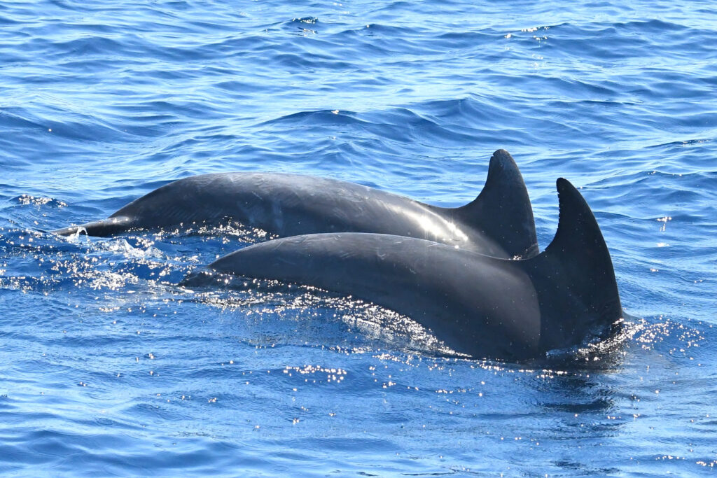 Deux Grands Dauphins adultes (Tursiops truncatus) courbant le dos pour entamer une sonde de chasse vers le fond, laissant apparaître des ailerons dorsaux marqués par des cicatrices sociales, au large de Gruissan, lors d'une sortie pour savoir où voir des dauphins à Perpignan avec le catamaran Navivoile
