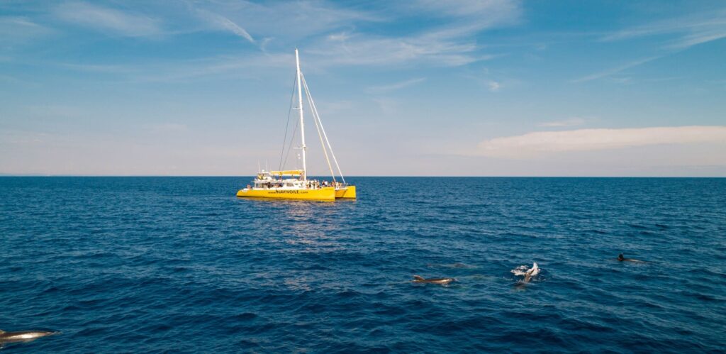 Photographie d'un groupe (pod) de Grands Dauphins (Tursiops truncatus) nageant paisiblement à la surface d'une mer d'huile sans vent, à distance respectable du navire au large de Canet-en-Roussillon, lors d'une sortie pour savoir où voir des dauphins à Perpignan avec le catamaran Navivoile