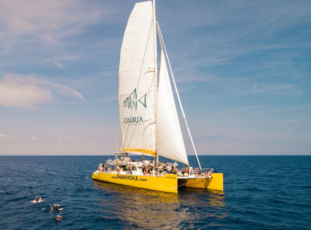 Photographie d'un groupe (pod) de Grands Dauphins (Tursiops truncatus) nageant tranquillement en surface à distance respectueuse du navire naviguant sous voiles, au large de Narbonne-Plage, lors d'une sortie pour savoir où voir des dauphins à Perpignan avec le catamaran Navivoile