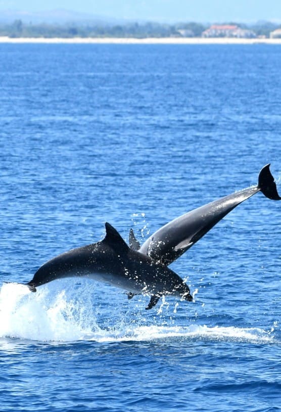 Où voir des dauphins à Perpignan en Méditerranée ?