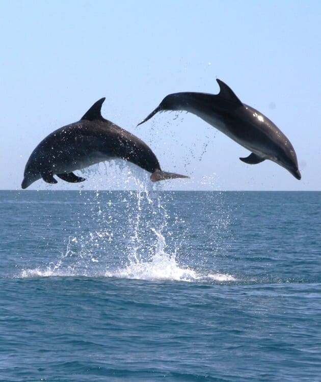 Observation du Grand dauphin au départ de Canet-en-Roussillon – Matin