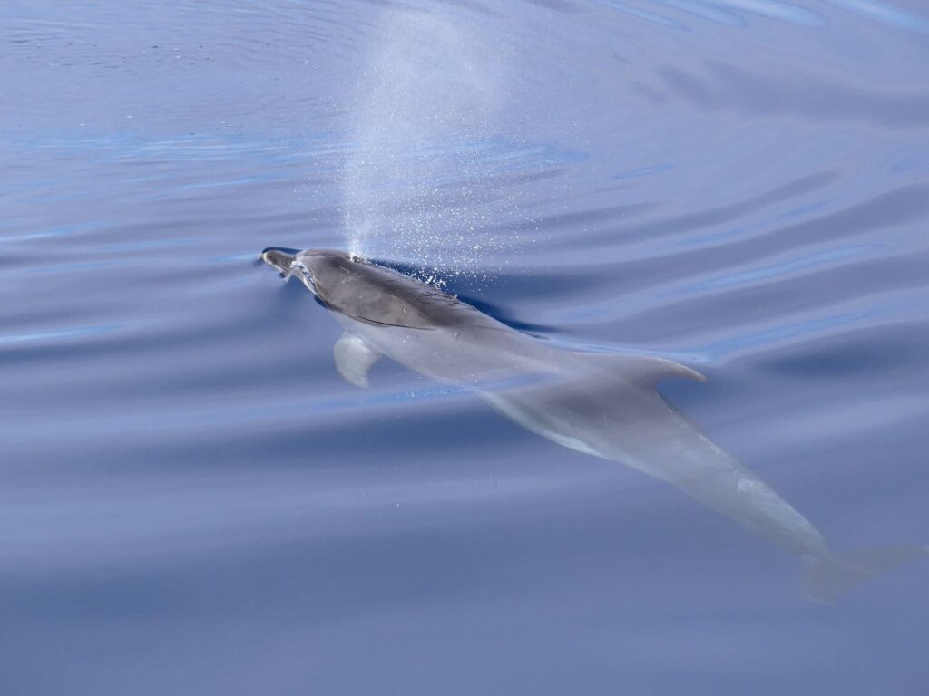 Photographie d'un Grand Dauphin adulte (Tursiops truncatus) affleurant la surface de la Méditerranée avec son souffle jaillissant de l'évent, au large de Port-la-Nouvelle, lors d'une sortie naturaliste pour savoir où voir des dauphins à Perpignan avec le catamaran Navivoile
