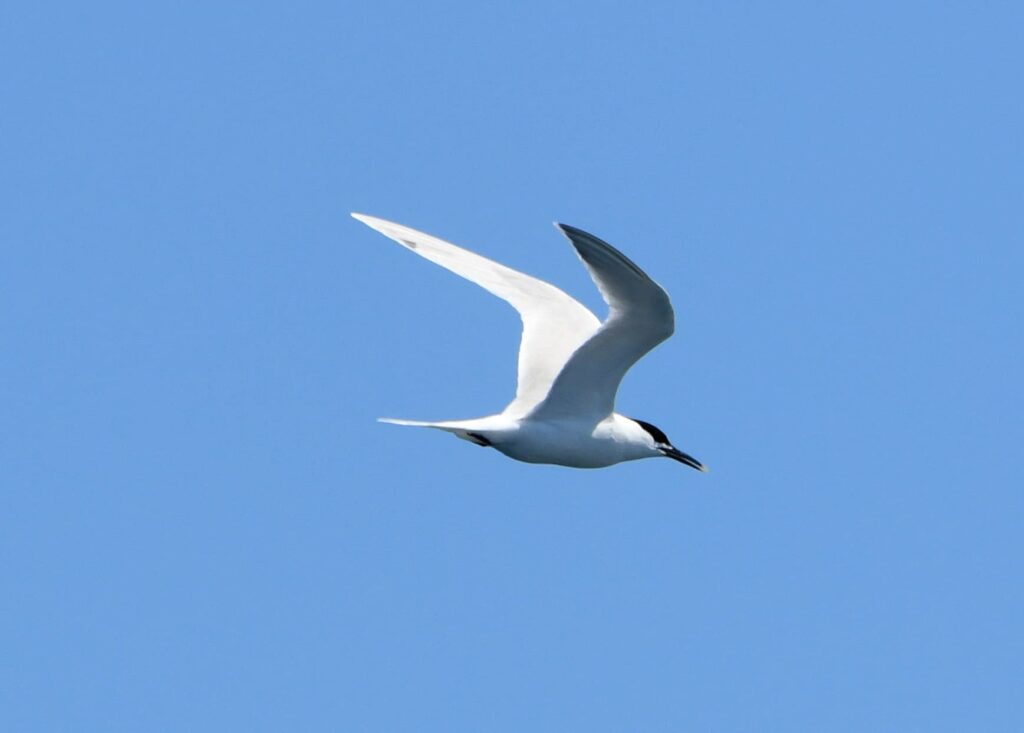 Sterne caugek en vol au-dessus de la mer Méditerranée au large du Barcarès