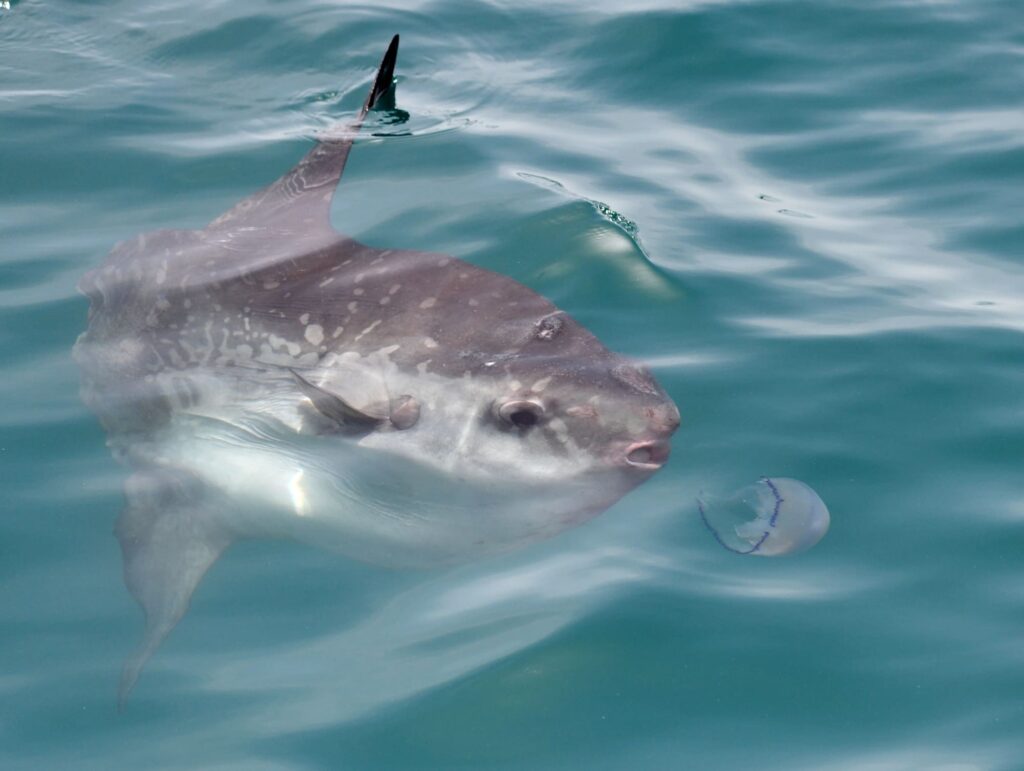 Poisson lune s'approchant d'une méduse pour s'en nourrir à la surface de l'eau au large du Roussillon