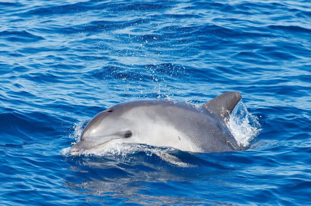 Gros plan d'un Grand Dauphin (Tursiops truncatus) sortant la tête de l'eau avec un air malicieux, nous observant, au large de Port-la-Nouvelle avec les éoliennes flottantes du parc EFGL en arrière-plan, lors d'une Excursion dauphins à Canet