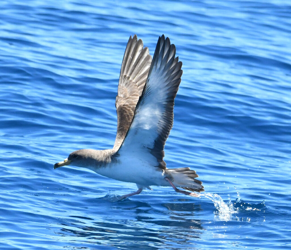 Oiseau marin Puffin de Scopoli prenant son envol au-dessus de l'eau sur la Côte Radieuse