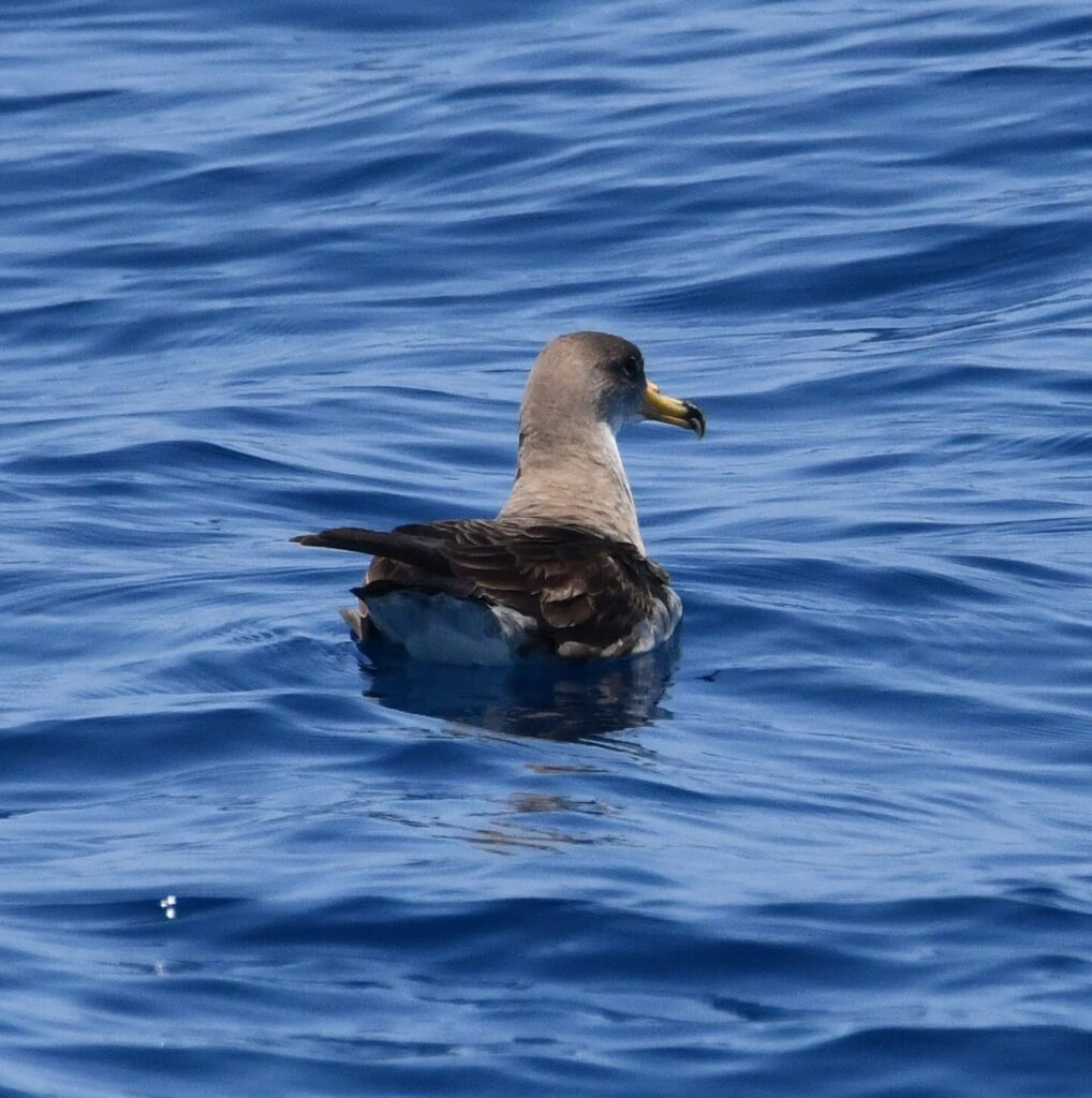 Un puffin de scopoli flottant sur l'eau et s'éloignant doucement du sillage du bateau après avoir pêché