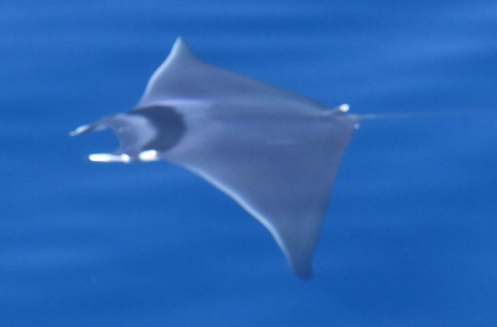 Une raie mobula planant près de la surface de l'eau par mer calme, observant curieusement le catamaran Navivoile