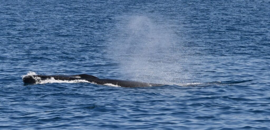 Un rorqual commun naviguant rapidement à la surface avec un jet de vapeur vertical puissant sortant de son évent
