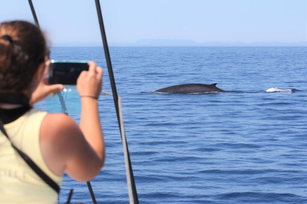 Rorqual commun émergeant à la surface de l'eau pour respirer au large d'Argelès-sur-Mer