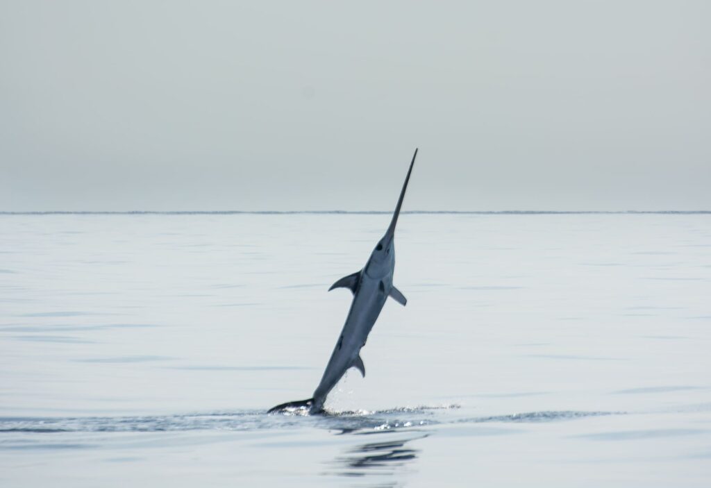 Espadon bondissant hors de l'eau avec son rostre pointu au large de Collioure